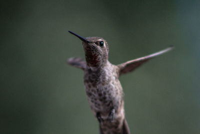 Close-up of humming bird flying