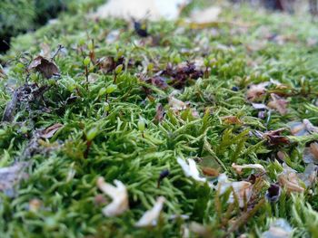 Plants growing on rocks