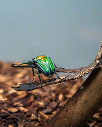 Close-up of insect