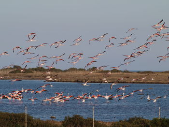 Birds in water