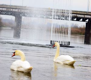 Swan floating on lake