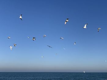 Seagulls flying over sea against clear blue sky