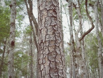 Pine trees in forest