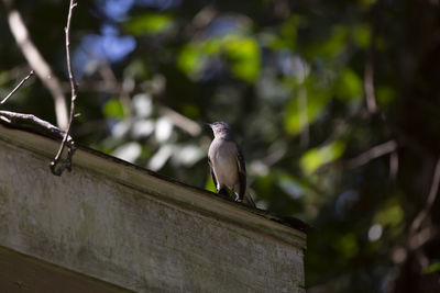 Low angle view of bird perching on tree