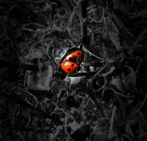 High angle view of ladybug on plant