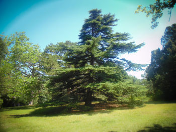 Trees against sky