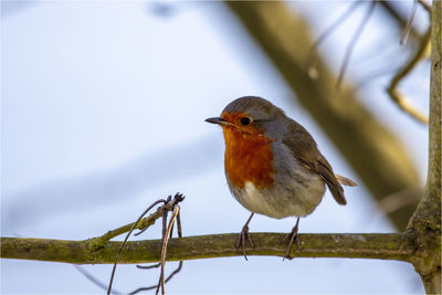 Close-up of bird perching on branch