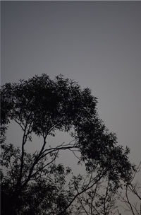 Low angle view of tree against clear sky