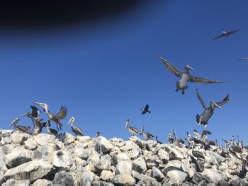 Low angle view of seagulls flying in the sky