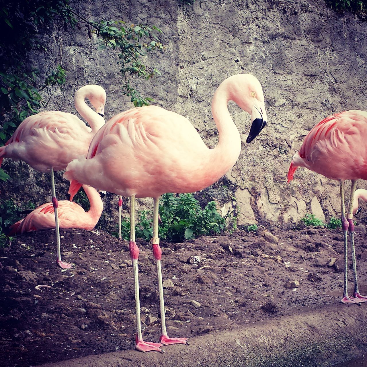 bird, animal themes, full length, flamingo, field, grass, childhood, one person, standing, day, outdoors, wildlife, animals in the wild, high angle view, side view, sunlight, one animal, beak, nature, holding