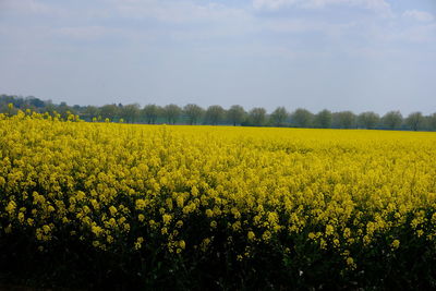 Scenic view of oilseed rape field against sky