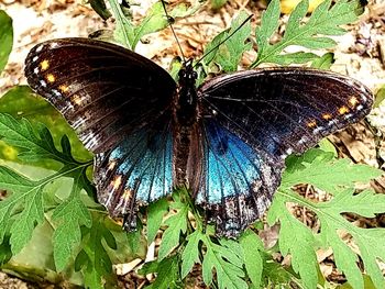 High angle view of butterfly on leaf