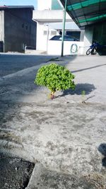 High angle view of potted plant on street in city