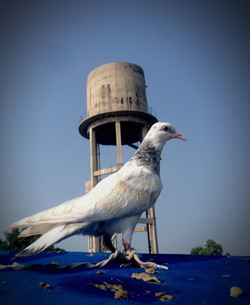 SIDE VIEW OF A BIRD AGAINST SKY