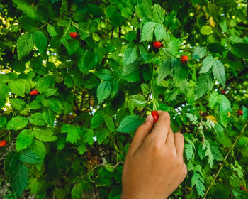 Cropped image of hand holding strawberry plant
