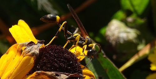 Close-up of insect on yellow flower