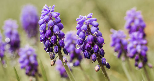 Close-up of purple flowering plants