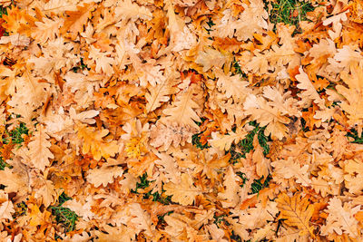 Full frame shot of dry maple leaves