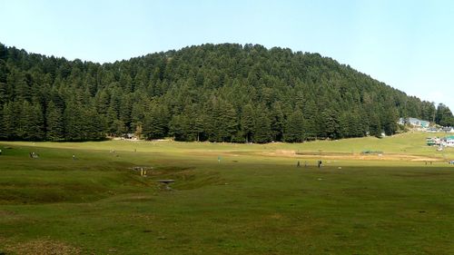 Scenic view of trees on field against sky