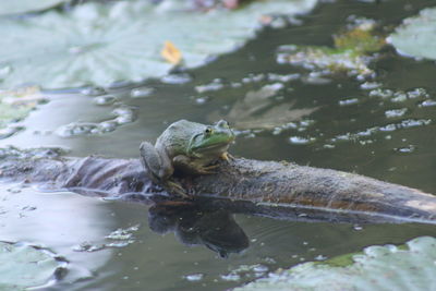 Close-up of turtle in lake