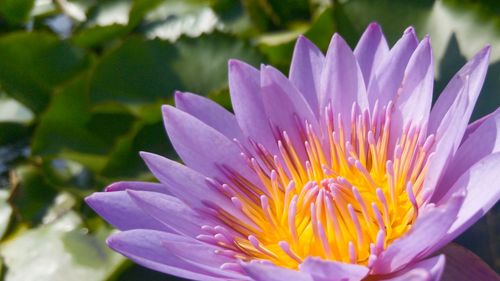 Close-up of water lily