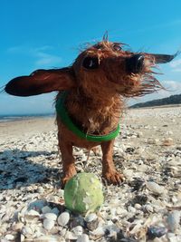 Dog playing with ball at beach