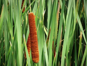 Close-up of snake on grass in field