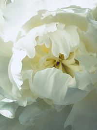 Close-up of white rose