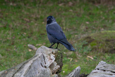 Bird perching on a wood