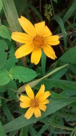 Close-up of yellow flower