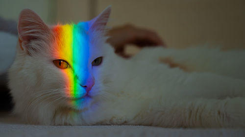 A white fluffy cat lies in the bedroom with a rainbow on its face.