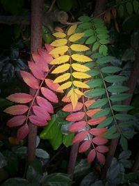 Close-up of leaves on plant