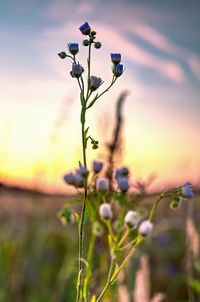 Close-up of purple flowering plant on field