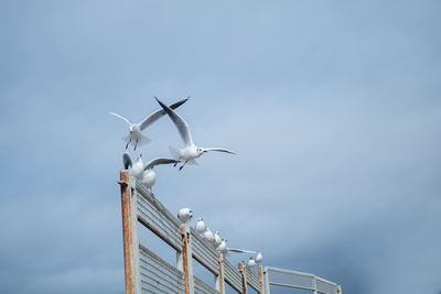 Low angle view of seagulls flying against sky