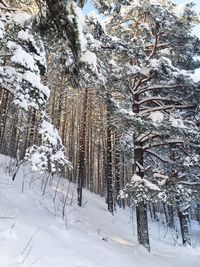 Snow covered pine trees in forest during winter