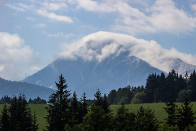 Scenic view of forest and mountains