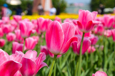 Close-up of pink flowers blooming outdoors