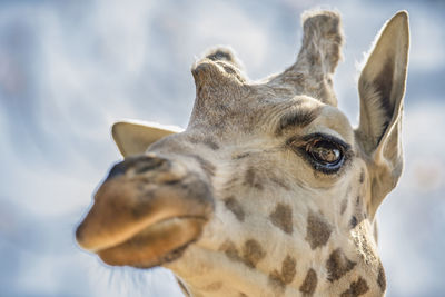 Close-up of giraffe looking away