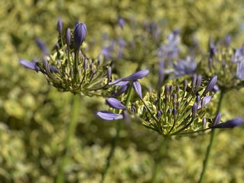 Close-up of purple flowering plant