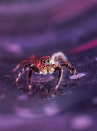 Close-up of spider on purple surface