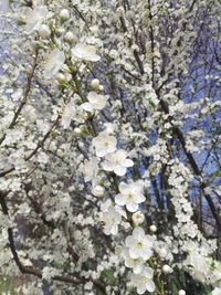 Low angle view of white flowering tree