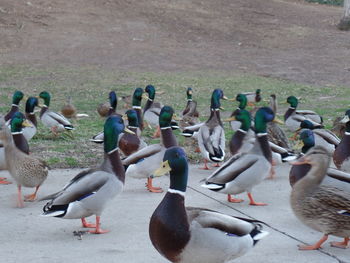 Side view of ducks