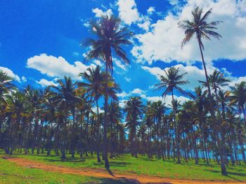 palm tree