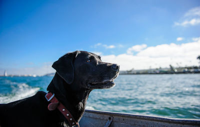 Black labrador retriever in boat at sea against blue sky