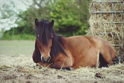 Horse sitting on dry grass