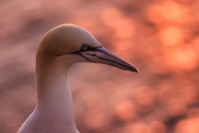 Close-up of bird