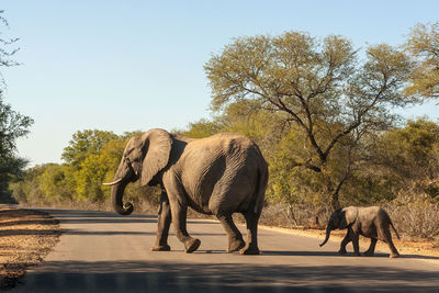Side view of elephant walking in park against clear sky