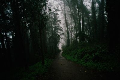Footpath amidst trees in forest