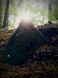 Close-up of moss on rock