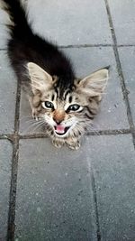 High angle portrait of cat on footpath